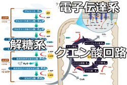 画像の説明 画像の説明